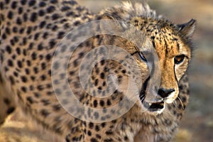 Cheetah