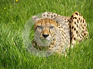 Gepard 