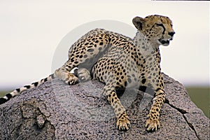 Cheetah