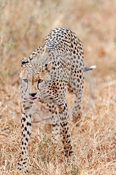 Cheetah