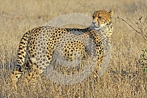 Cheetah