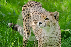 Cheetah