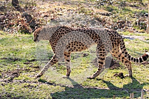 Cheetah