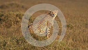 Cheetah