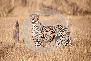 Cheetah, Acinonix jubatus