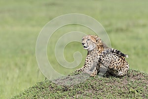 Cheetah sitting looking in distance