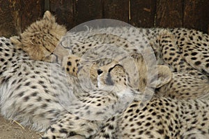 Cheetah (Acinonux jubatus) cubs, South Africa