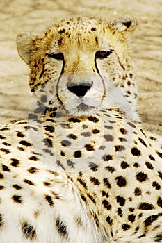 Cheetah (Acinonux jubatus) cubs, South Africa