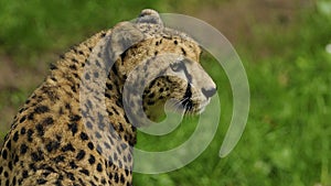 Cheetah (Acinonyx jubatus)