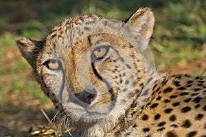 Cheetah, Acinonyx jubatus