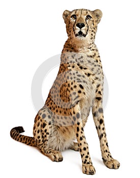 Cheetah, Acinonyx jubatus, 18 months old