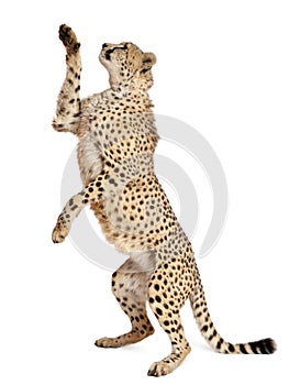 Cheetah, Acinonyx jubatus photo