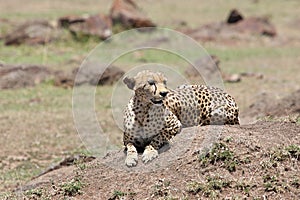 Cheetah (Acinonyx jubatus)