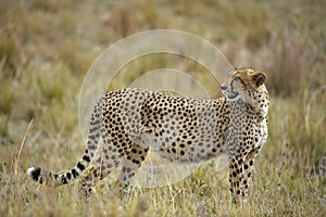 The cheetah (Acinonyx jubatus)