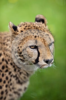 Cheetah (Acinonyx jubatus)