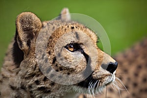 Cheetah (Acinonyx jubatus)