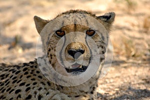 Cheetah (Acinonyx jubatus)