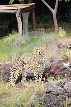 Cheetah (Acinonyx jubatus).