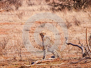 Cheetah (Acinonyx jubatus)