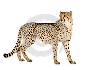 Cheetah - Acinonyx jubatus