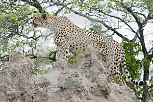 Cheetah (Acinonyx jubatus)