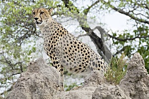 Cheetah (Acinonyx jubatus)