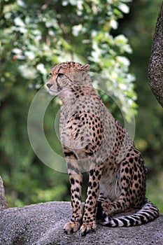 Cheetah - Acinonyx jubatus