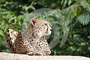 Cheetah - Acinonyx jubatus