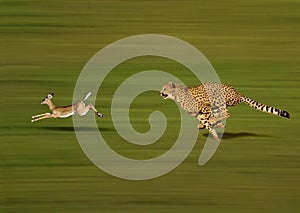 CHEETAH acinonyx jubatus, Adult hunting a Thomson`s Gazelle, gazella thomsoni