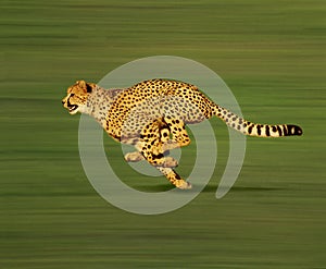 Cheetah, acinonyx jubatus, Adult running