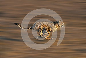 CHEETAH acinonyx jubatus, Adult running through Savannah