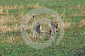 Cheetah, acinonyx jubatus, Adults hunting a Thomson`s Gazelle, Masai Mara Park in Kenya