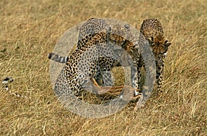 Cheetah, acinonyx jubatus, Adults hunting a Thomson`s Gazelle, Masai Mara Park in Kenya