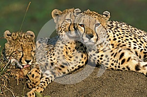 CHEETAH acinonyx jubatus, ADULTS LAYING DOWN ON TERMIT HILL, MASAI MARA PARK, KENYA