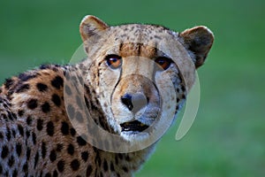 The cheetah Acinonyx jubatus, also as the hunting leopard, portait