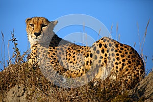 The cheetah Acinonyx jubatus, also as the hunting leopard resting on a high hill in the landscape with a blue sky behind. Large
