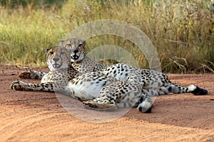 The cheetah Acinonyx jubatus, also known as the hunting leopard, a pair of male lying on the road in the reserve. A pair of