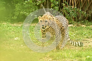Cheetah Acinonyx jubatus, beautiful cat in captivity at the zoo, big cat walking on grass, elegant african predator, portrait