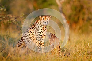 Cheetah, Acinonyx jubatus, beautiful wild cat. Fastest mammal on the land, Botswana, Africa. Cheetah hidden in the forest. Spotted