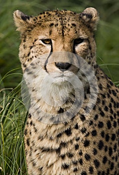 Cheetah (Acinonyx jubatus) - Botswana photo