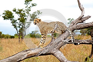 Cheetah, Acinonyx jubatus, climbing on dead tree trunk in Kruger National Park, South Africa