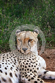 Cheetah, Acinonyx jubatus, close portrait in the Mokolodi Nature Reserve, Gaborone, Botswana