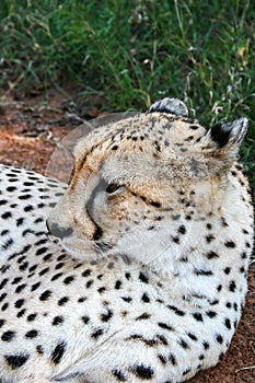 Cheetah, Acinonyx jubatus, close-up portrait in the Mokolodi Nature Reserve, Gaborone, Botswana