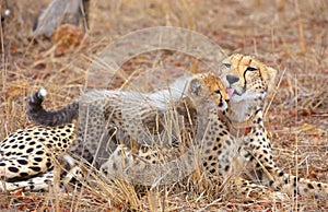 Cheetah (Acinonyx jubatus) cub