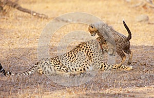 Cheetah (Acinonyx jubatus) cub photo