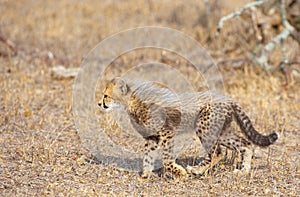 Cheetah (Acinonyx jubatus) cub photo