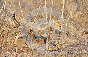 Cheetah (Acinonyx jubatus) cub photo