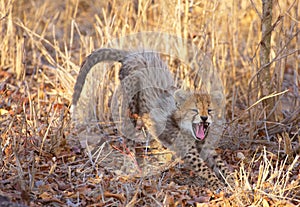 Cheetah (Acinonyx jubatus) cub photo