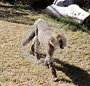 Cheetah (Acinonyx jubatus) cub resting in a South African zoo : (pix Sanjiv Shukla)