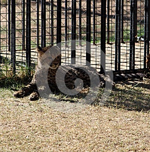 Cheetah (Acinonyx jubatus) cub resting in a South African zoo : (pix Sanjiv Shukla)